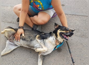 Juanita - Hündin in Spanien