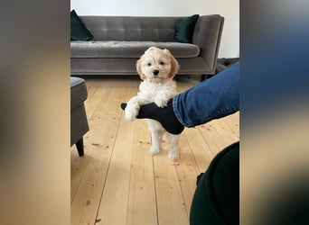 Cockapoo ! Bezaubernde Welpen aus langjähriger, bewährter u. überprüfter Haus/Familienaufzucht.