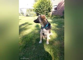 Tobi - aktiver, lebhafter und verspielter Schäferhund-Mix Rüde / Pflegestelle in 33...Paderborn