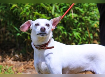 Crystal, Mix Pinscher / Chihuahua, lieb und verträglich