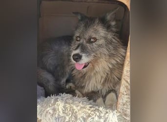Amy - vorsichtige, schüchterne, ruhige, katzenverträgliche große Hündin / z.Zt. noch in Rumänien