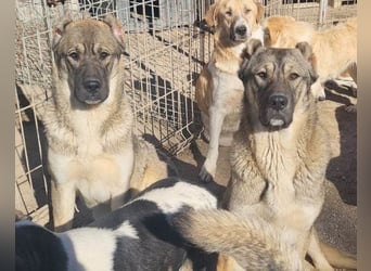 LOTTIE❤️HSH-Mix-Hündin: eine wahre Frohnatur und treue Begleiterin