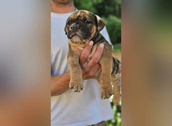 Old English Bulldog Welpen