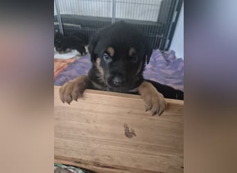Rottweiler Schäferhund Mischling