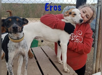 Eros 03/2023 (ESP) - verschmuster und sozialer, junger Bodeguero Mix Rüde!