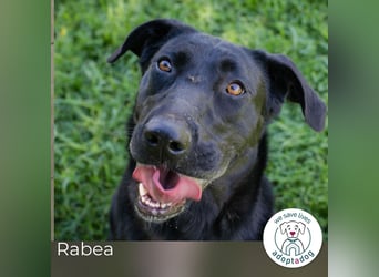 Rabea: sucht ein Zuhause