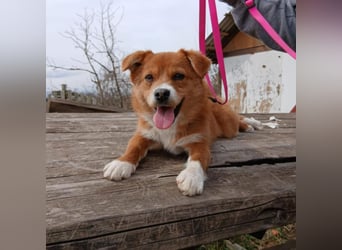 Shelby, kleines Hundemädchen sucht ein Zuhause
