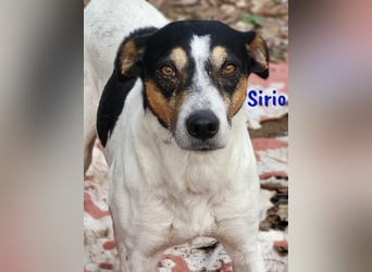 Sirio 04/2022 (ESP) - sozialer und unkomplizierter Ratonero Bodeguero Andaluz!