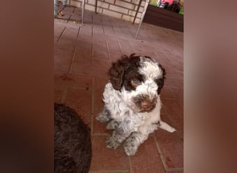 Lagotto Romagnolo Welpen, 4 Hündinnen suchen ein Zuhause