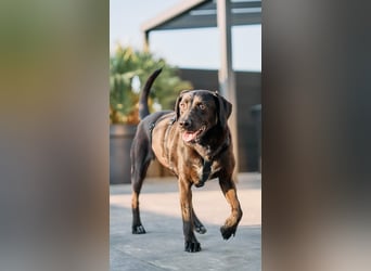 Maffy - Labrador-Mix-Hündin mit Herz sucht ihr Für-immer-Zuhause