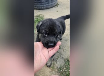 Osteuropäische Schäferhund Welpen