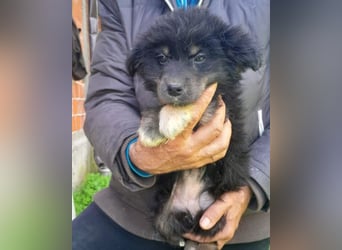 Sina ❤️ junge, aktive Husky-Mix Dame