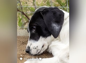 Holly und Hank  suchen ab sofort ein Zuhause