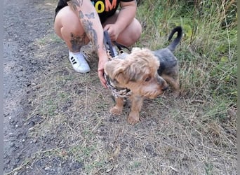Yoyo, treuer Yorkshireterriermix, ca. 5 Jahre, ca. 31 cm, ca. 9 kg *in 50733 Köln*