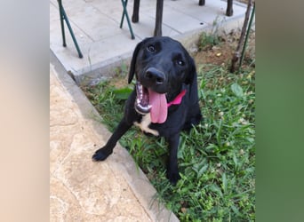 Lola sucht aktive Familie