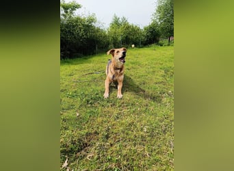 Dringend Pflegestelle oder neues Zuhause für Lemmy gesucht! (38820 Halberstadt)