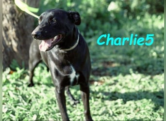 Charlie5 10/2021 (ESP) - verspielter und neugieriger Podenco-Mix hat Lebensfreude im Gepäck!