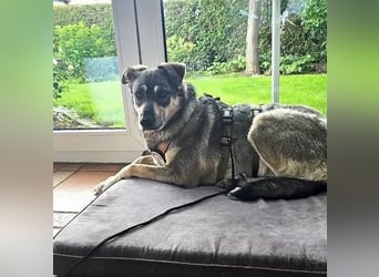 Nadja - fröhliche, aktive, liebe Schäferhund Mix Hündin / Pflegestelle in Remlingen