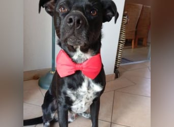 MIKO-#NOTFALL#-hübscher Hundemann liebt ausgedehnte Spaziergänge im Grünen