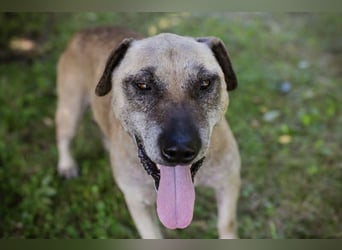 DARIJO - der liebe Kangal-Mix-Rüde sucht hundeerfahrene Menschen und träumt von einem eigenen Garten