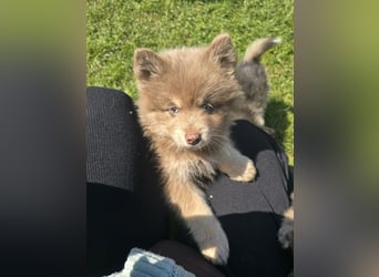 Zauberhafte Pomsky Welpen suchen ihr neues Zuhause! (ab 22.05.2025)
