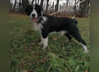 Cody, geb.06.02.2022, 47 cm, wünscht sich ein aktives Hundeleben