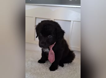 Auszug..Aussiedor F1 Familien und Therapiehund Labrador x Australien Shepherd