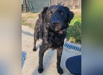 BlackBeauty ♥ Amber ♥ braucht viel Liebe & etwas Geduld
