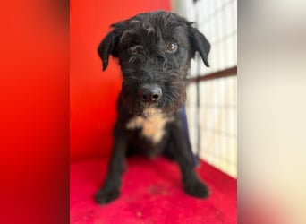 Theo, Schnauzer-Mix, Rüde, geb. am 07.10.2024, 40 cm