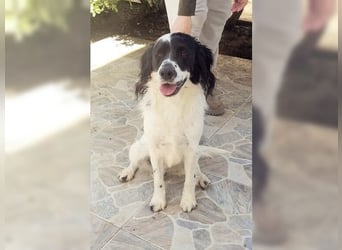 Lutz, ein aktiver, liebevoller Familienhund