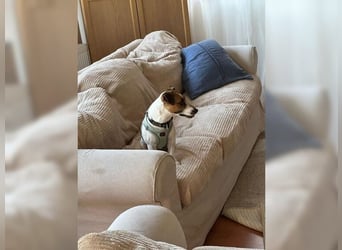 Jack Russel Hündin Fika
