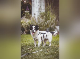 winzige süße Chihuahua Mischlings-Hündin Lotti sucht eine Familie
