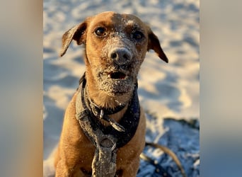 Zuhause voller Liebe für Lou gesucht