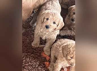 Goldendoodle mini Medium Doodle Abgabe an Pfingsten