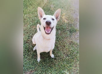 Ambra – Karrierecoaching in Familienhundekunde dringend gesucht!