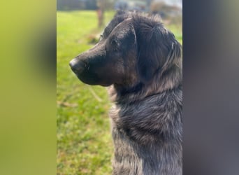Kuschelbär Aleksa sucht ihre Familie