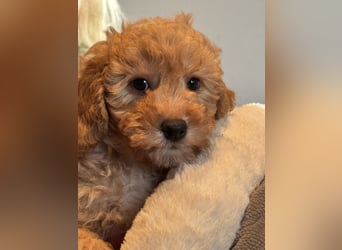 Schocolade farbige sehr schöne Welpen Maltipoo/mini Doodle