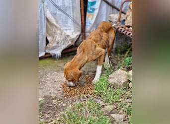 Jerry – familienhundliche Lehrstelle gesucht -