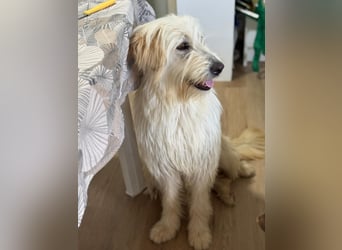 Lola, eine zauberhafte Hündin