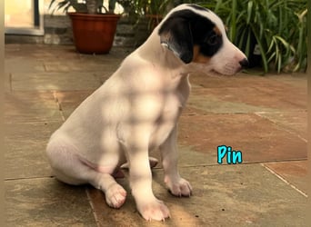 Pin 02/2025 (ESP) - lustiger, kleiner Podenco-Bodeguero Mix Welpe!