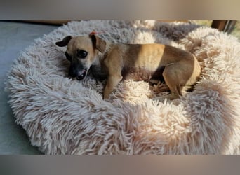 MARISKA ❤ EILIG! sucht Zuhause oder Pflegestelle