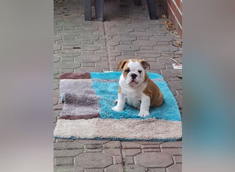 Englische Bulldogge  Welpen