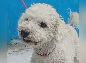 ❤️ lieber kleiner DARI - 4 Jahre, 30cm/9kg - Bichon-Mischling