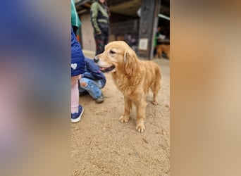 Roxi, verschmuste, kinderliebe Golden Retriever Hündin geb. 2018