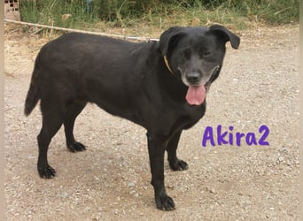 Akira2 04/2017 (ESP) - ausgeglichene, sehr liebevolle und soziale Labrador-Mix Hündin!