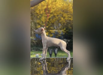 Italienisches Windspiel - Hunde & Welpen