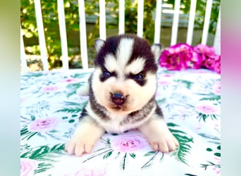 FCI Pedigree Blue Eyed Black & White Siberian Husky Champion Puppy