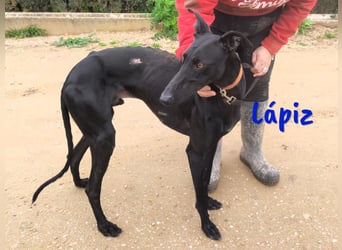 Lápiz geb. 09/2023 (ESP) - freundlicher und athletischer, hübscher Galgo!