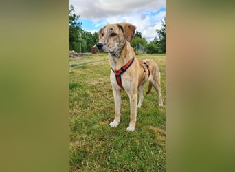 Pupcake Nala sucht ihre Familie