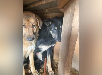 Ängstliche Kira sucht ein Zuhause  